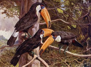 En gruppe Toco-tukaner af Harry Hamilton Johnston