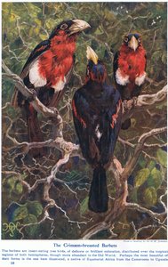 Crimson Crested Barbets, illustration fra 