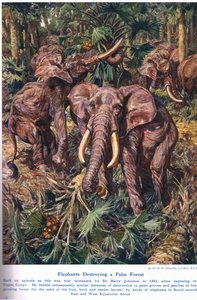 Elephants ødelægger en palmeskov, illustration fra 