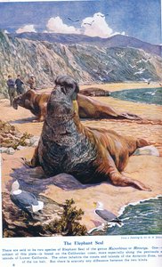 The Elephant Seal, illustration fra 