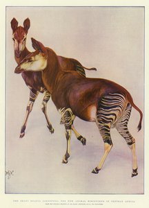 Okapi (Ocapia Johnstoni), det nye dyr, der er opdaget i Centralafrika