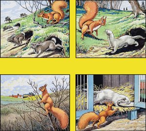 Lille røde egern