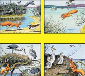Lille røde egern