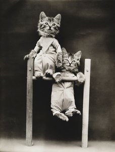 Serie af kattekillinger: Excercising, ca. 1914 (sølvtryk)