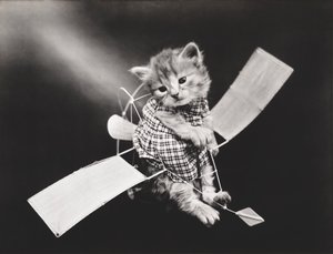 Serien Kitties: Pilot Flying Plane, ca. 1914 (sølvtryk)