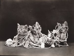 Serien Kitties: Tangled in Yarn, ca. 1914 (sølvtryk)