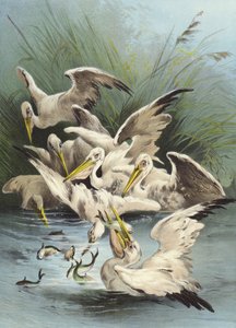 Pelikaner fodring (chromolitho)
