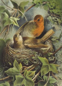 Robin og dens rede (chromolitho) af Hector Giacomelli
