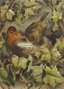 Robin, bygger reden (chromolitho)