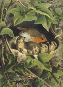 Robin, der fodrer de unge (chromolitho) af Hector Giacomelli