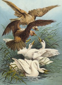 Svaner og ørne (chromolitho)