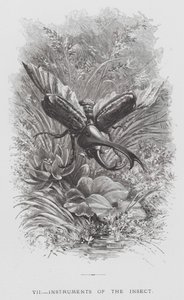 Insektet: Insektets instrumenter (gravering) af Hector Giacomelli