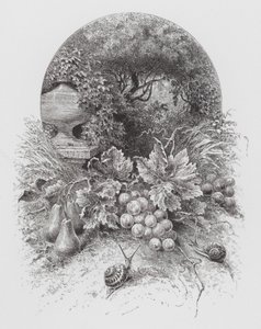 Insektet: Snegle (gravering) af Hector Giacomelli