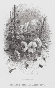 Insektet: Bierne som arkitekter (gravering) af Hector Giacomelli