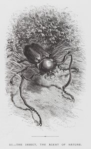 Insektet: Insektet, naturens agent (gravering) af Hector Giacomelli