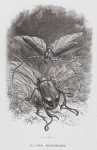 Insektet: Mikroskopet (gravering) af Hector Giacomelli