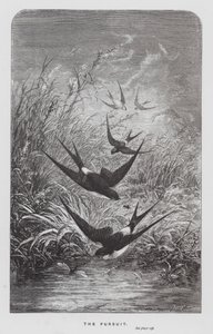 The Insect: The Pursuit (gravering) af Hector Giacomelli