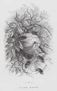 Insektet: Hvepsene (gravering) af Hector Giacomelli