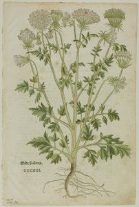 Blad fra New Kreuterbuch af Leonhart Fuchs, plade 97 fra Træsnit fra Books of the XVI Century af Heinrich Füllmaurer