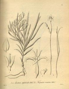Apostasia wallichii (som Apostasia stylidioides) - Thelymitra cornicina
