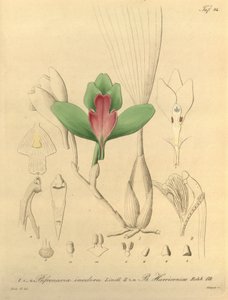 Bifrenaria lugtfri + harrisonia