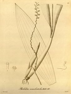 Illustration af Pholiota camelostalix af Heinrich Gustav Reichenbach