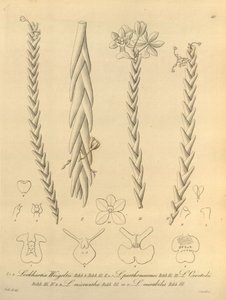 Lockhartia - Xenia bind 1 (1858) fig 40 af Heinrich Gustav Reichenbach