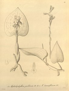 Denne fil kommer fra Biodiversity Heritage Library og er tilgængelig online på biodiversitylibrary.org/page/696488 af Heinrich Gustav Reichenbach