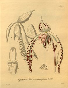 Denne fil kommer fra Biodiversity Heritage Library og er tilgængelig online på biodiversitylibrary.org/page/698357