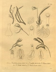 Denne fil kommer fra Biodiversity Heritage Library og er tilgængelig online på biodiversitylibrary.org/page/698365 af Heinrich Gustav Reichenbach