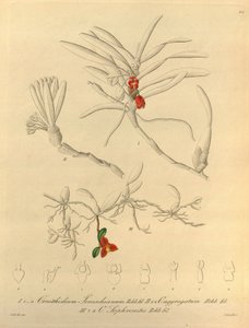 Denne fil kommer fra Biodiversity Heritage Library og er tilgængelig online på biodiversitylibrary.org/page/696484