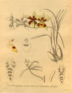 Denne fil kommer fra Biodiversity Heritage Library og er tilgængelig online på biodiversitylibrary.org/page/698370 af Heinrich Gustav Reichenbach