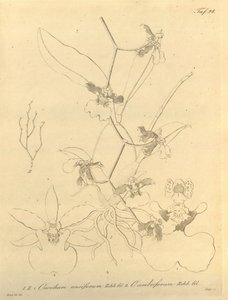 Denne fil kommer fra Biodiversity Heritage Library og er tilgængelig online på biodiversitylibrary.org/page/696498