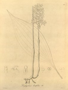 Denne fil kommer fra Biodiversity Heritage Library og er tilgængelig online på biodiversitylibrary.org/page/696480 af Heinrich Gustav Reichenbach