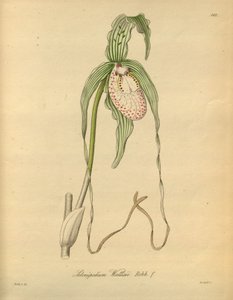 Denne fil kommer fra Biodiversity Heritage Library og er tilgængelig online på biodiversitylibrary.org/page/698377
