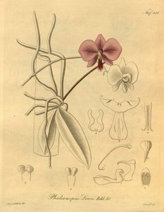 Denne fil kommer fra Biodiversity Heritage Library og er tilgængelig online på biodiversitylibrary.org/page/698347