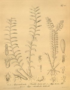Appendicula kuhliin lustraatiot af Heinrich Gustav Reichenbach