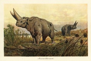Arsinoitherium, en uddød slægt af paenungulata pattedyr., 1908 (Tryk)