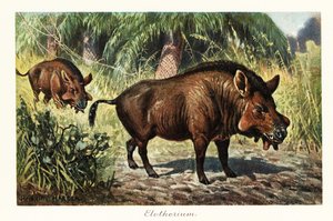 Entelodon, uddød slægt af entelodont artiodactyl., 1908 (Print)