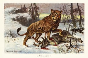 Eurasisk huleløve, Panthera spelaea., 1908 (tryk)