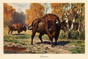 Europæisk bison eller zubr i en skovlysning. af Heinrich Harder