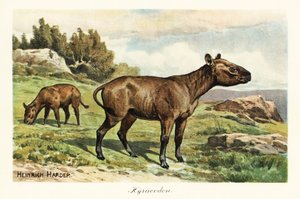 Hyracodon, uddød slægt af ponylignende pattedyr, Oligocæn. ,1908 (Udskriv) af Heinrich Harder