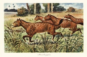 Mesohippus, uddød slægt af tidlig hest., 1908 (Tryk)
