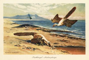 To Archaeopteryx fouragerer på kysten. af Heinrich Harder