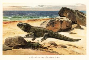 Sårbar tuatara, Sphenodon punctatus, på kysten. af Heinrich Harder