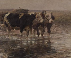 Kvægvanding