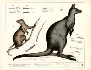 Australske og amerikanske pungdyr af Heinrich Leutemann
