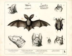Flagermusarter med anatomiske detaljer af Heinrich Leutemann