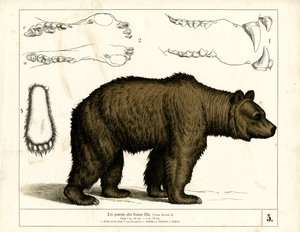 Brun bjørn med anatomiske detaljer af Heinrich Leutemann