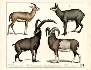 Gemse, gazelle, stenbuk og muflon af Heinrich Leutemann